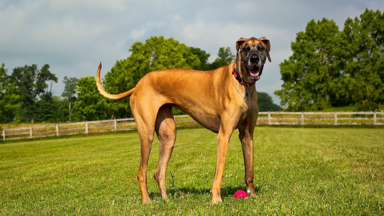 Great Dane Leash Training and Walking Techniques