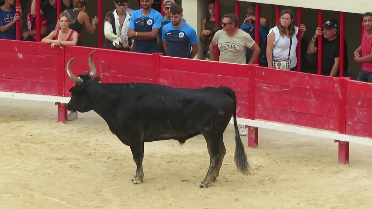 Mauguio 2024 - Le taureau Chicharito de la manade Caillan