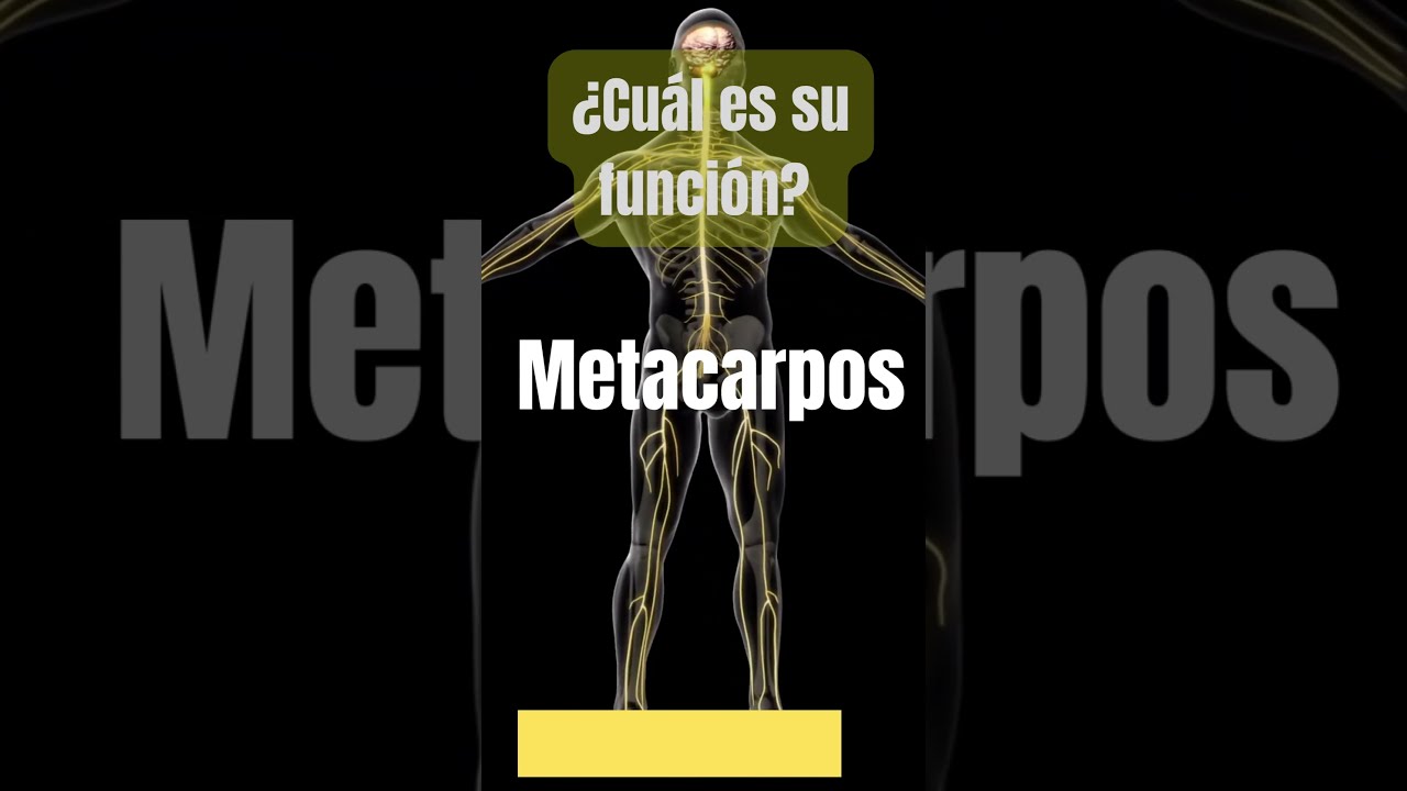 Metacarpo &iquest;Cu&aacute;l es su funci&oacute;n ?