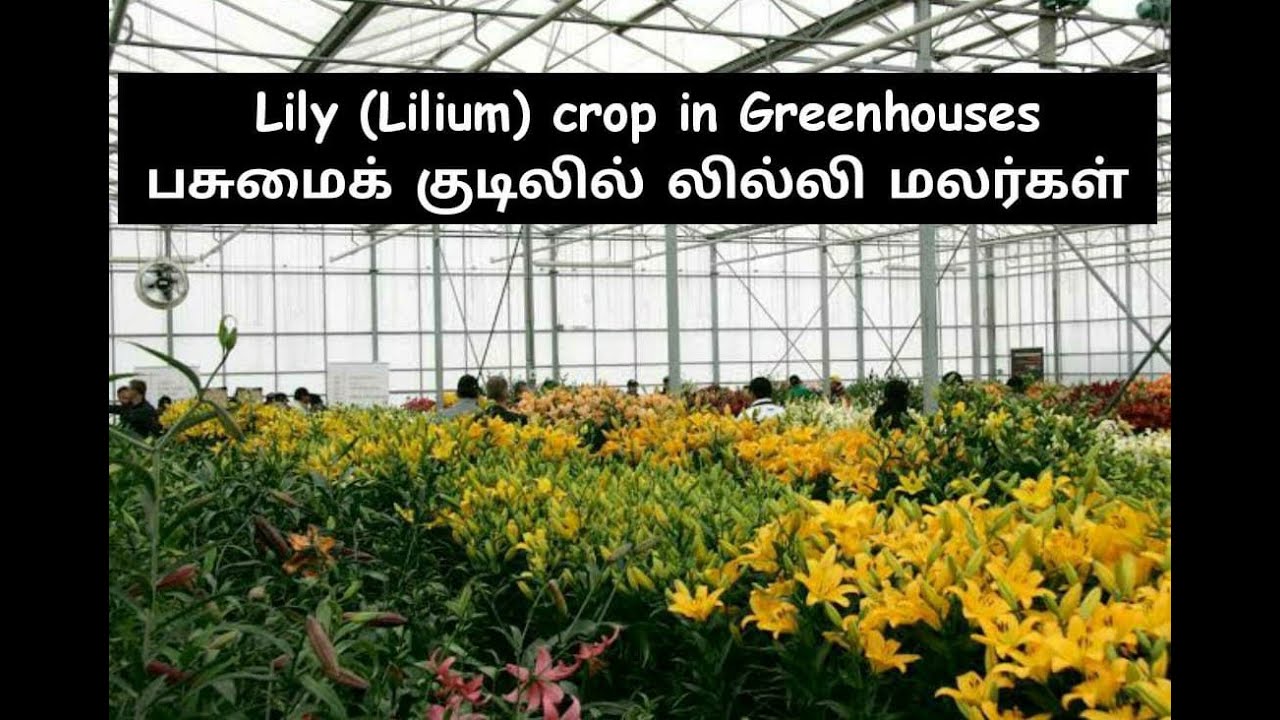 Lily cultivation in Greenhouses: Nilgiris, TN South India