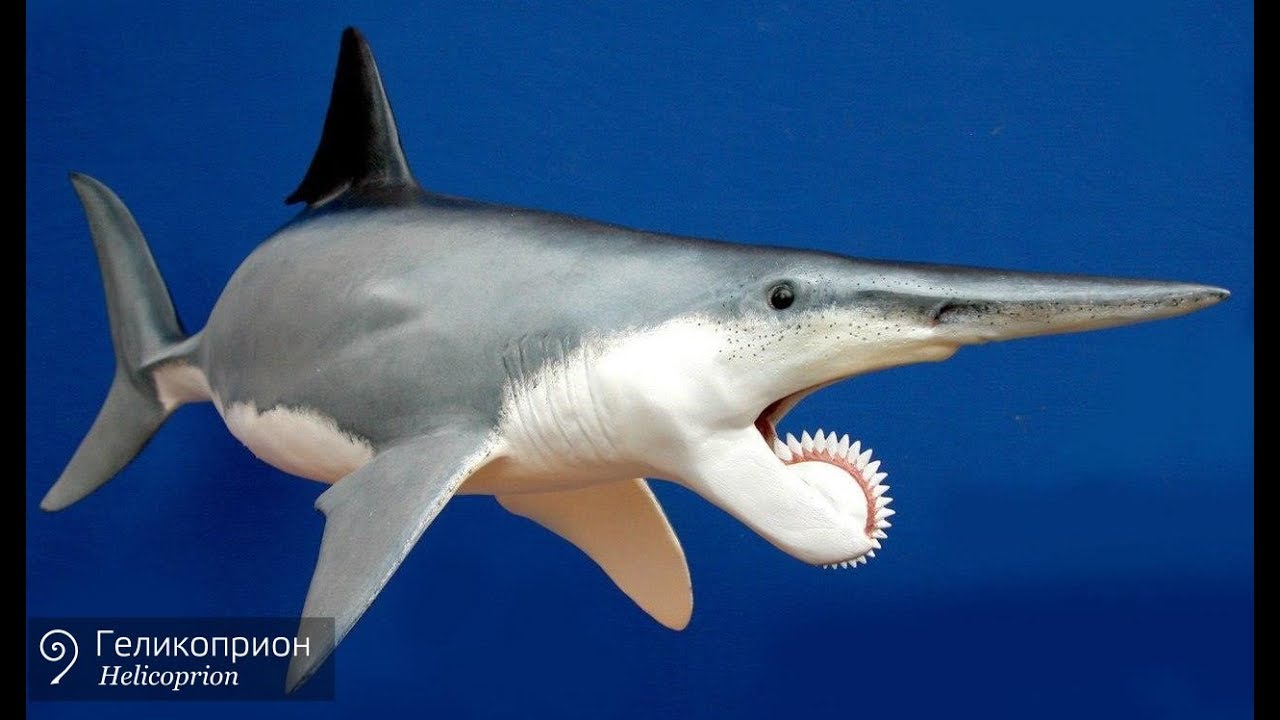 Геликоприон Helicoprion bessonovi (часть 2)