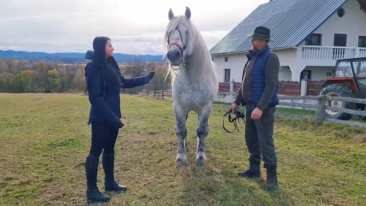 Tropote prin Bucovina #2 Ilie HUTAN - @PromovariCaiRomania si #alexandradelahidalgo #horse #cal #cai