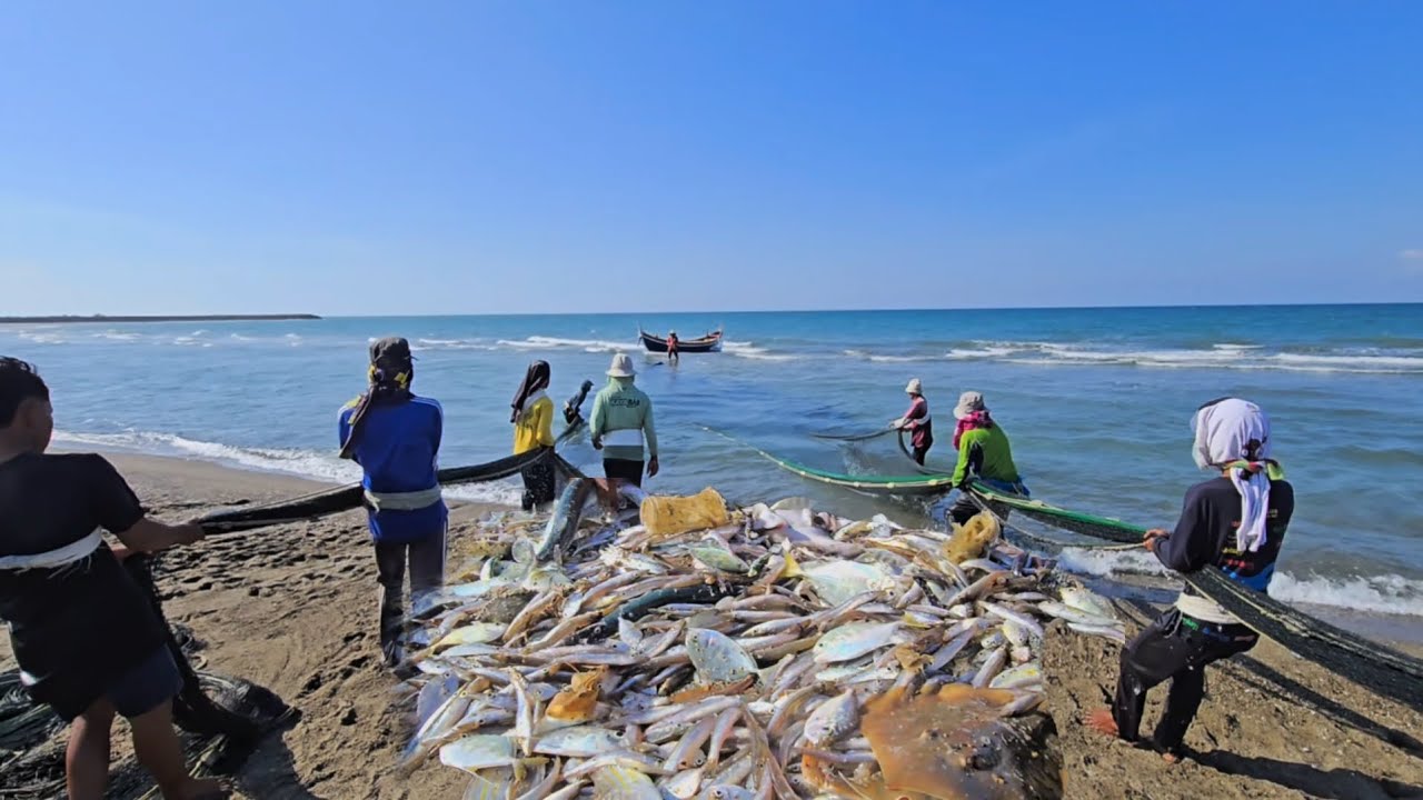 Massive Catch with Beach Seine Net | The Most Amazing Beach Seine Net