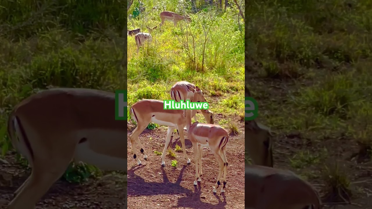 #hluhluwe