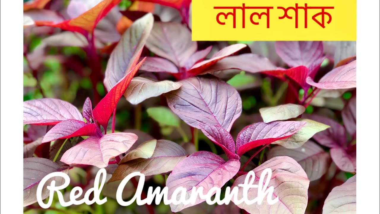 ইংল্যান্ডে শখের বাগানে টবে বক্সে খুব সহজে লাল শাক চাষ Growing Red Amaranth in Container & Harvesting