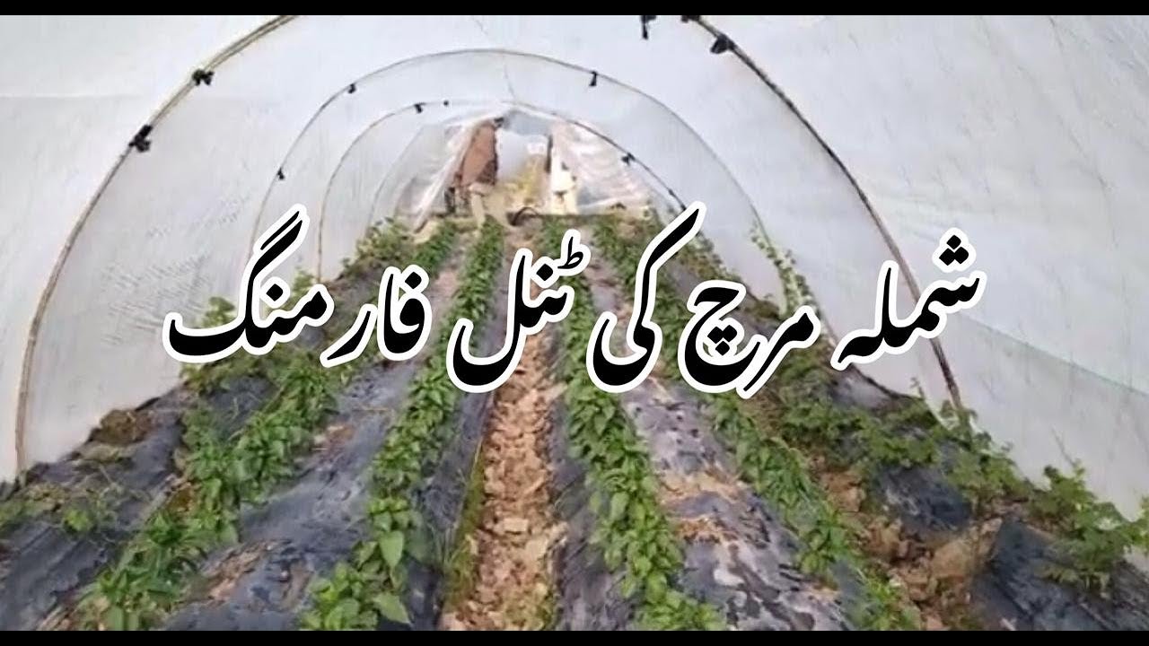 Shimla mirch ki tunnel farming