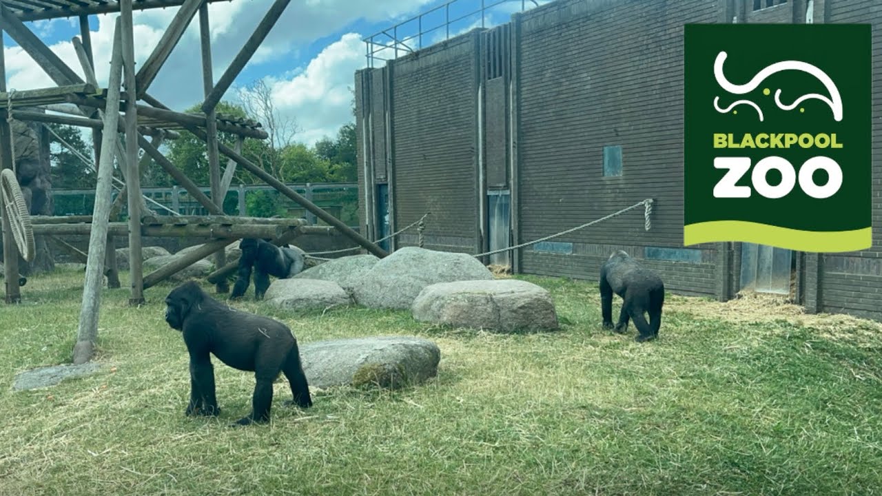 Blackpool Zoo | Full Tour | August 2026 