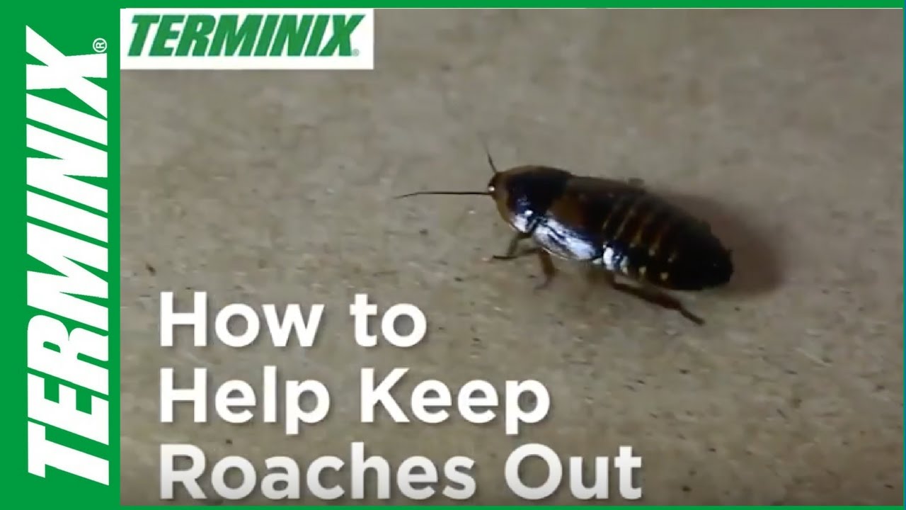 How to Get Rid of Roaches in Your House | Terminix Tips