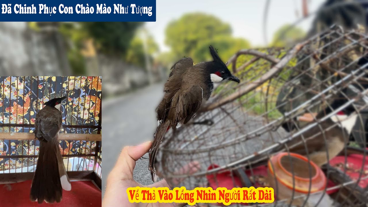 Đi T ừ Sáng Sớm Để Chinh Phục Con Chào Mào Lì Lợm Nhất Thế Giới || Cuối Cùng Đã Nhập Đội // Chiến Ơi