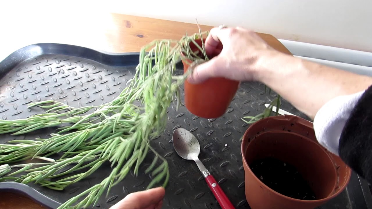 Re potting my Hoya linearis Plant into a hanging basket