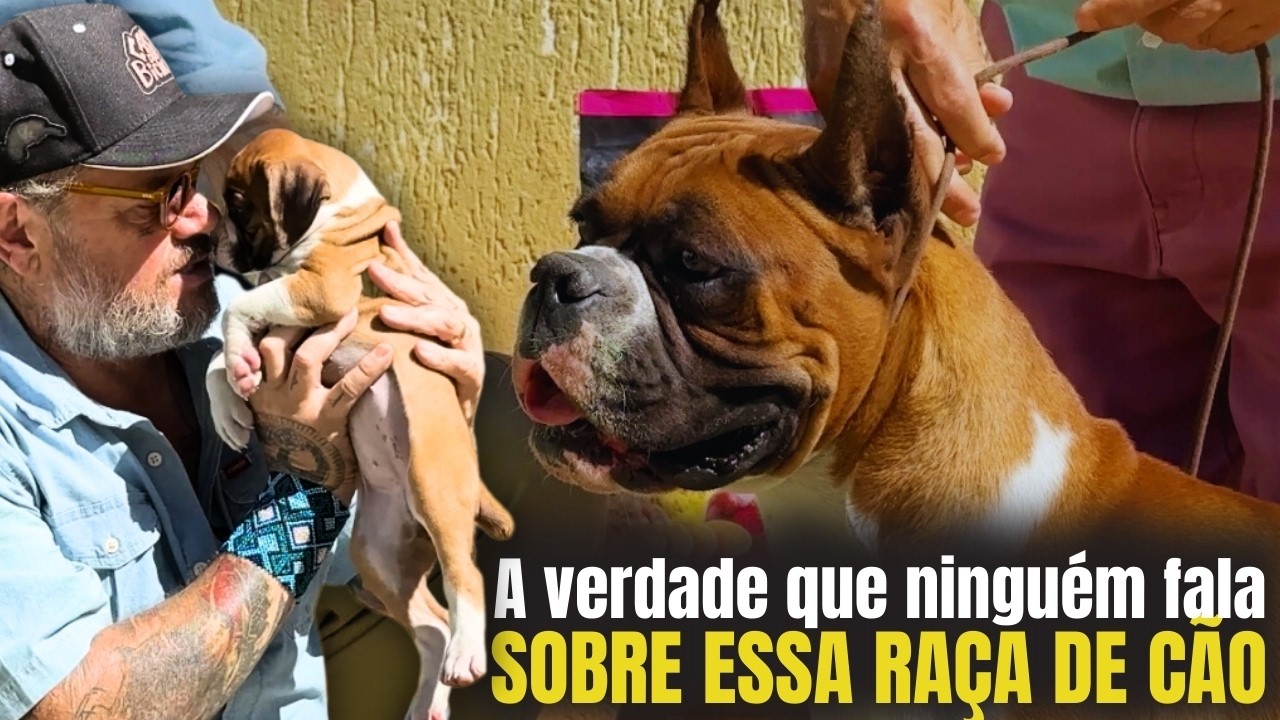 A história completa do Boxer: Do Bulldog ao Bullenbeisser 🤯