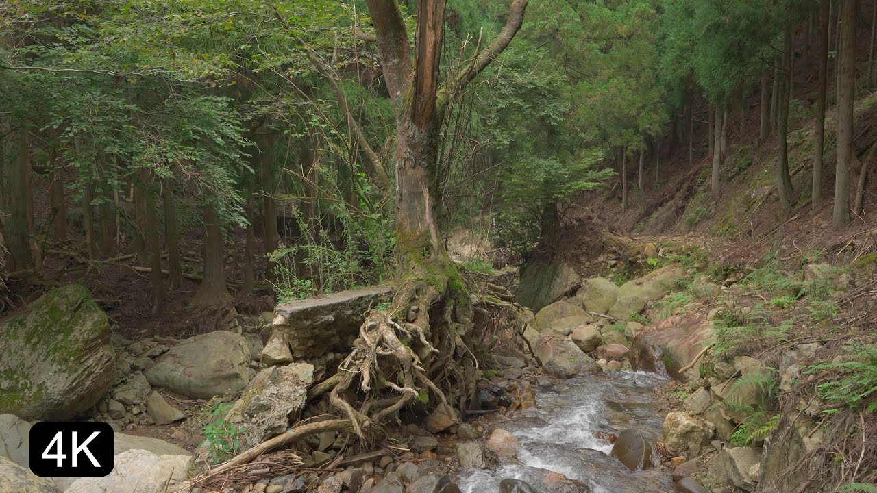4K Japan Immersive Walk | The Crumbling Edge: Exploring a Decaying Path Reclaimed by the River