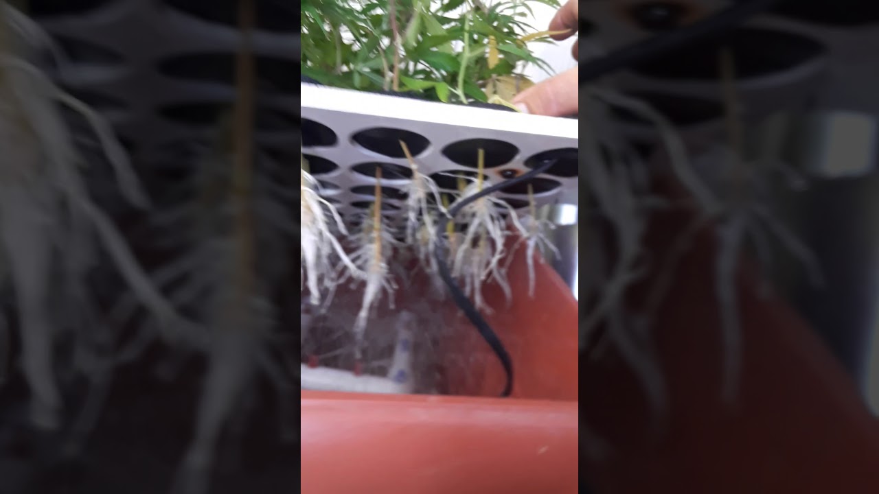 Hydro cloner agapefarm clones 707