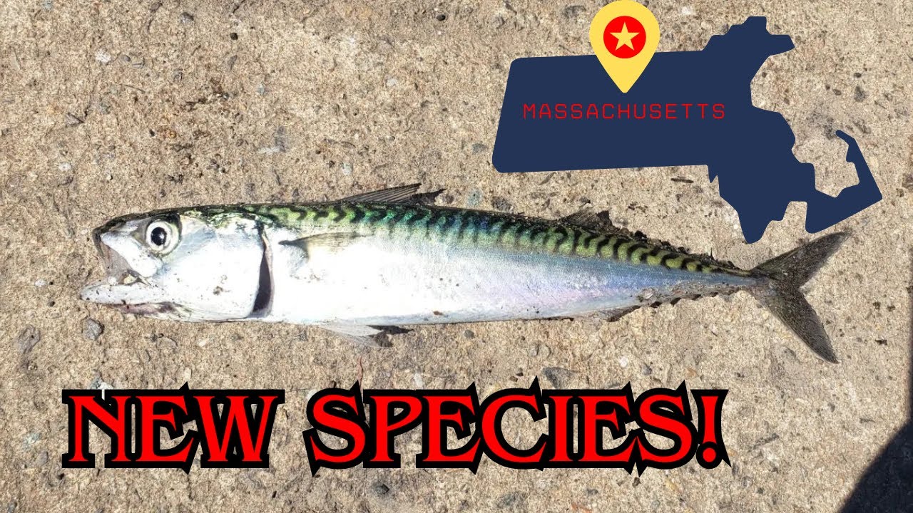 Mackerel/Micro Fishing Near Salem Massachusetts