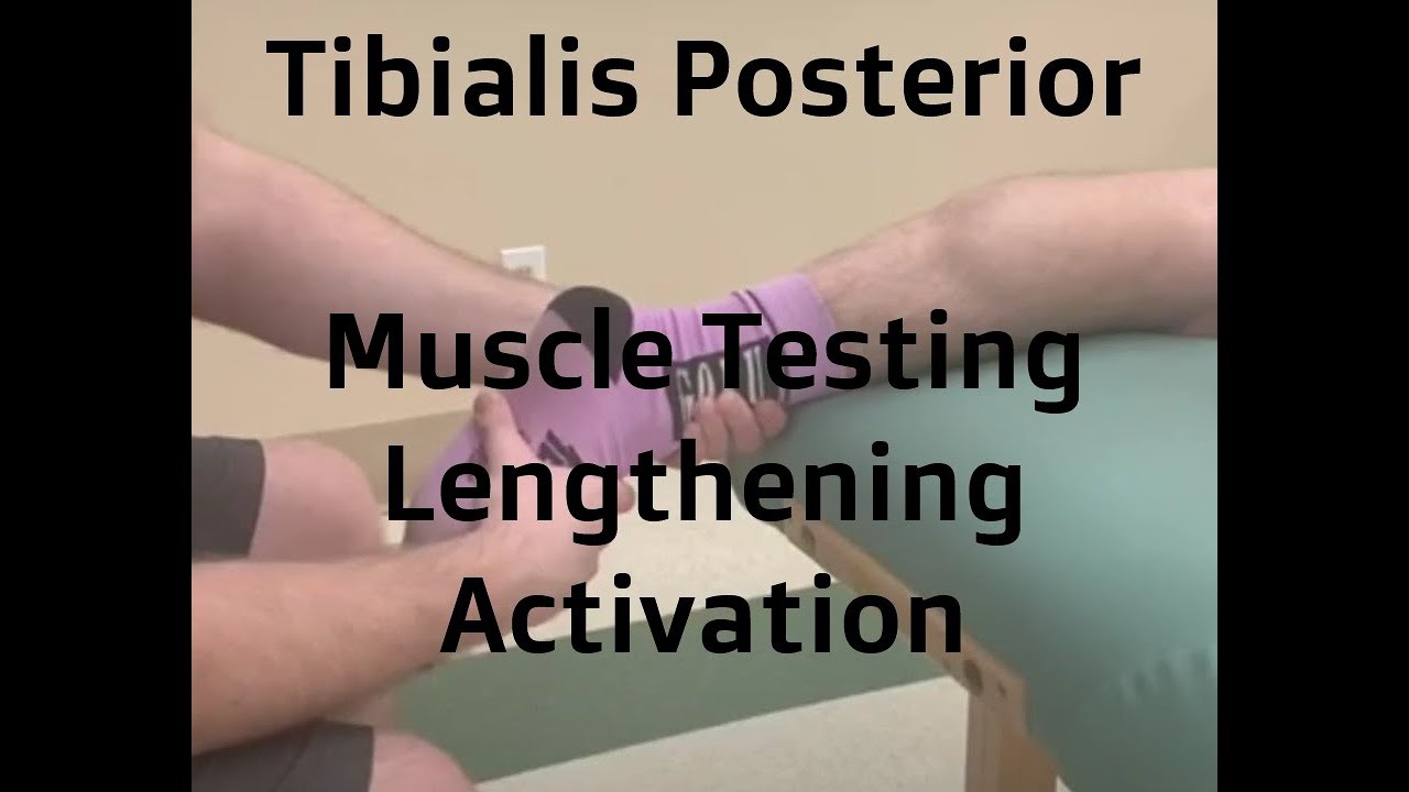 Tibialis Posterior | Muscle Testing, Lengthening & Function | RMT Ortho Skills Tutorial