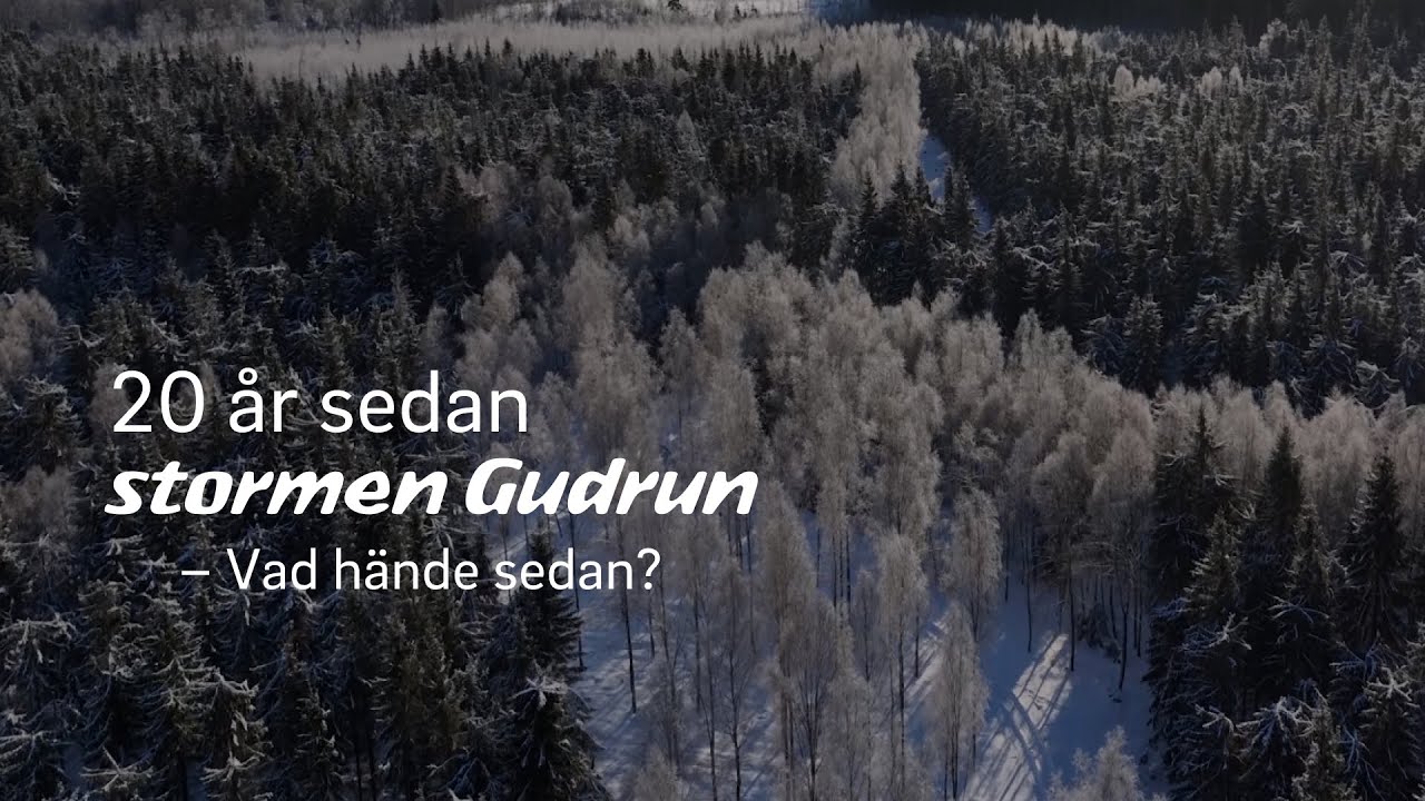 20 år sedan stormen Gudrun – vad hände sedan?