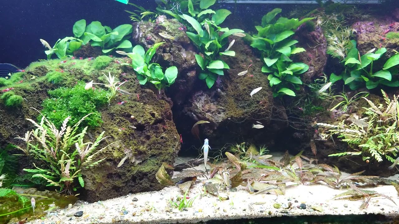 Xiphophorus Continens and Limia Islai aquarium ❤️