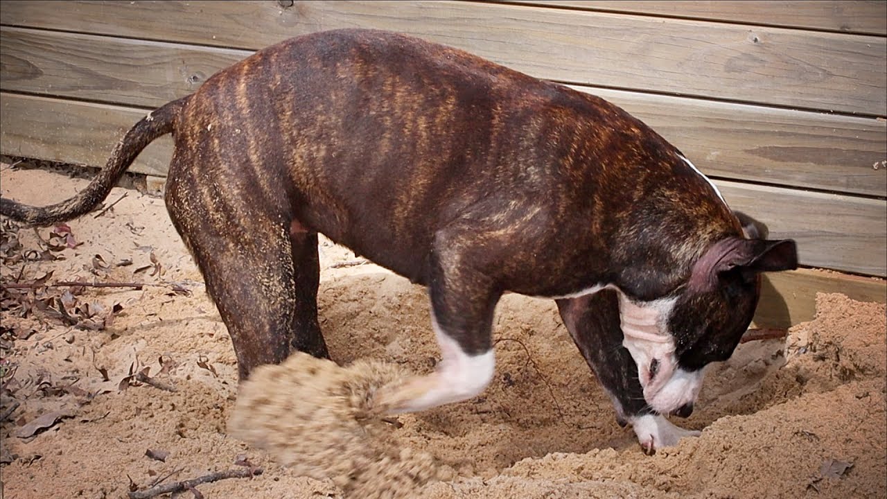 Miss Red Fashioned A Bed! #staffy #dog