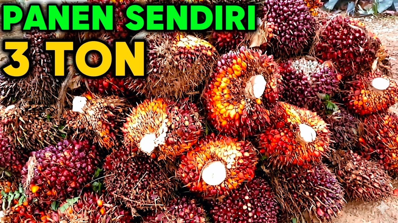 Agar buah sawit melimpah 