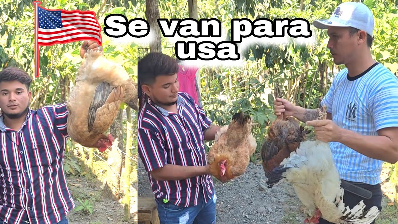 2 Gallinas serán enviadas para usa 🇱🇷 ; TUA y COMANCHE las prepararán 😱