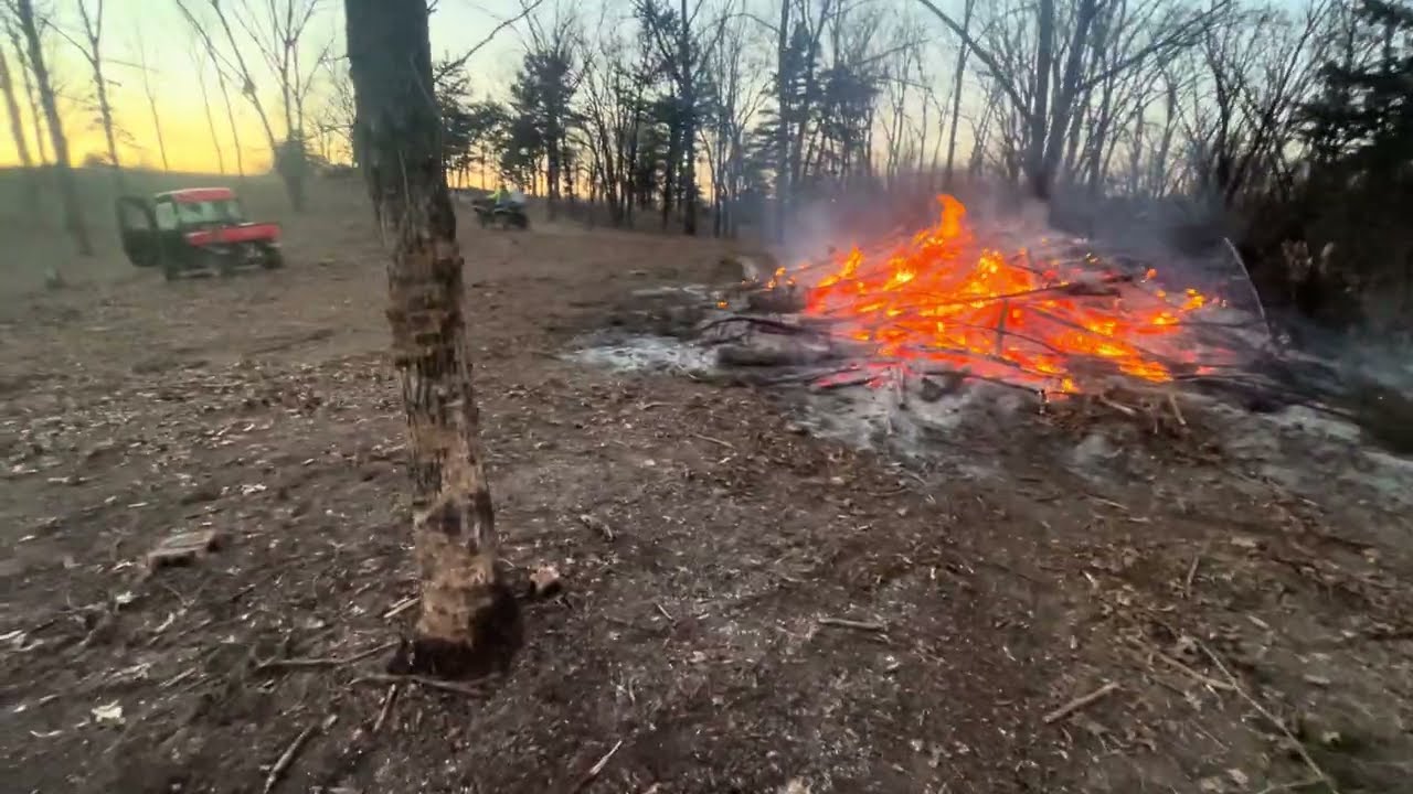 Greg shows the latest major silvopasture area converted from massive cedar grove.