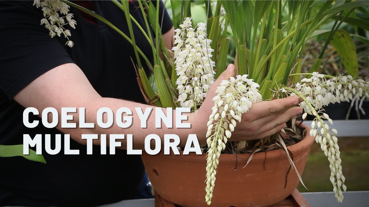Orquídea Coelogyne Multiflora