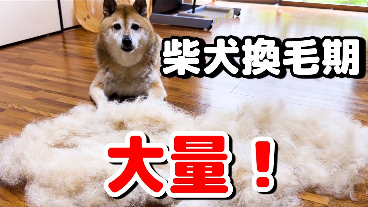 【柴犬の換毛期】たった1回のブラッシングで大量の抜け毛が凄すぎた！！