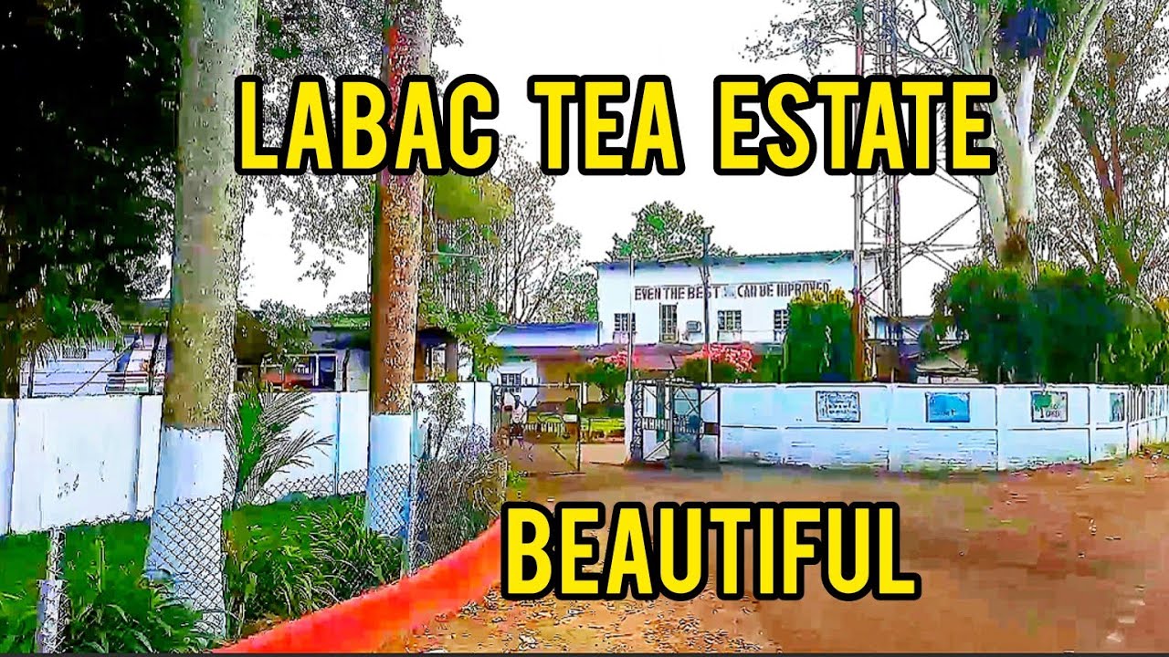 LABAC TEA ESTATE II TEA GARDEN II BEAUTIFUL VIEW II CACHAR II BORAK VELLY II SILCHAR #teagarden