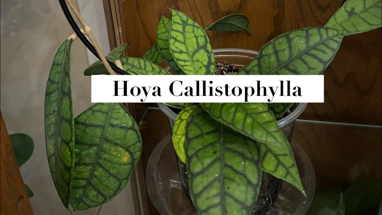 10/21/23- Hoya Callistophylla