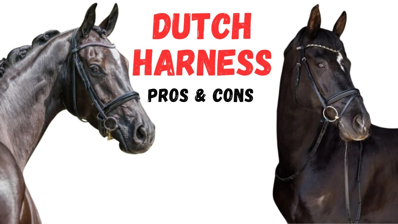 Dutch harness  Horse Pros and Cons -  Dutch harness Horse Advantages and Disadvantages