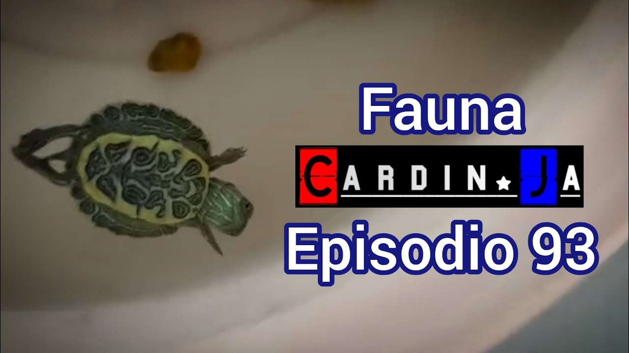 Fauna CardinJa Episodio 93