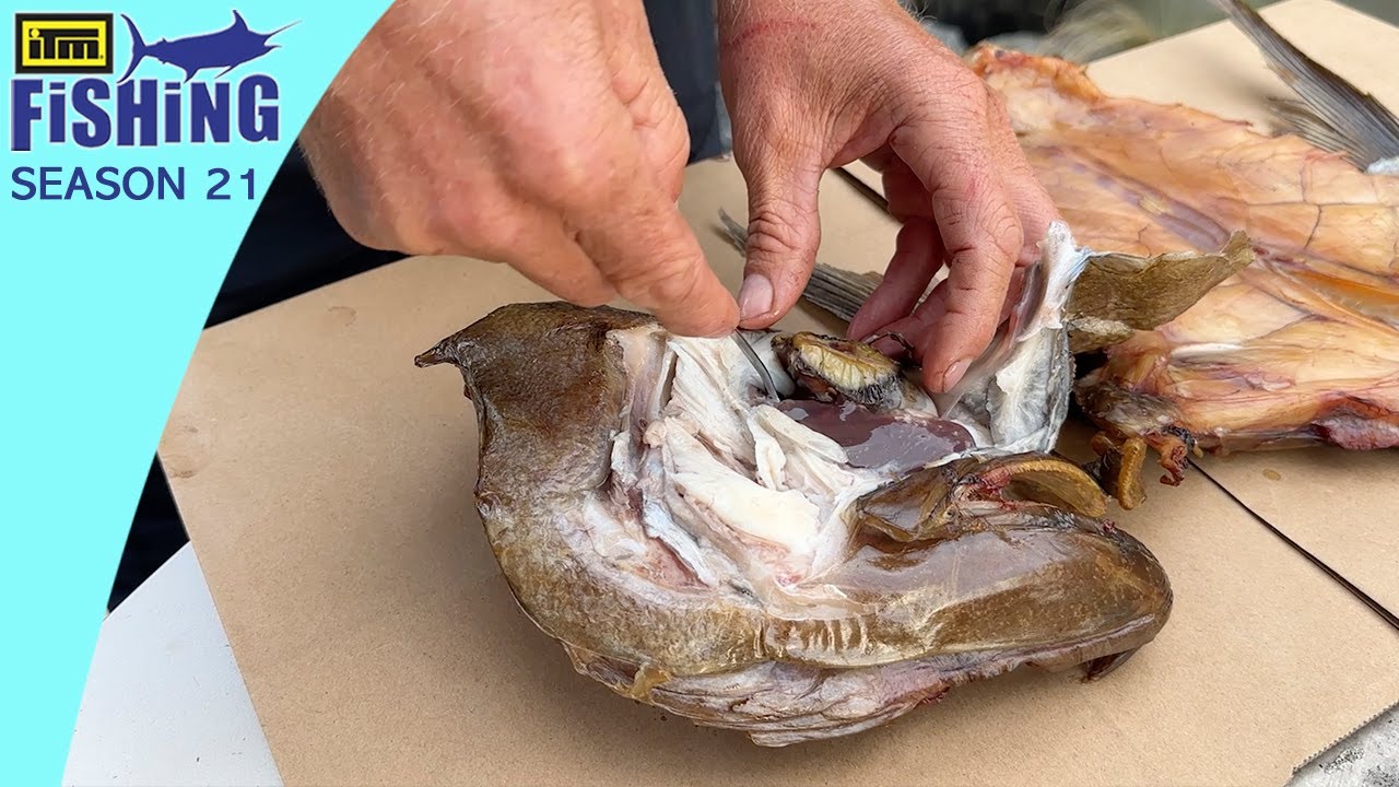 Finding, Catching, Cleaning, And Smoking Deep-Sea Fish. Bluenose, Groper, Hapuku, Bass.