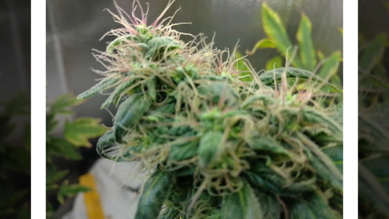Bud pics