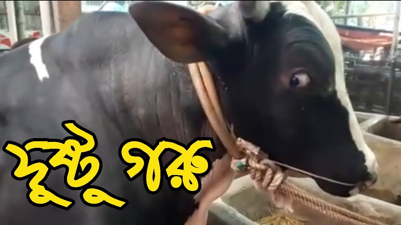Dushtu Goru || Beautiful Bulls || Khamar Bari Agro || Cow Farm in Bangladesh