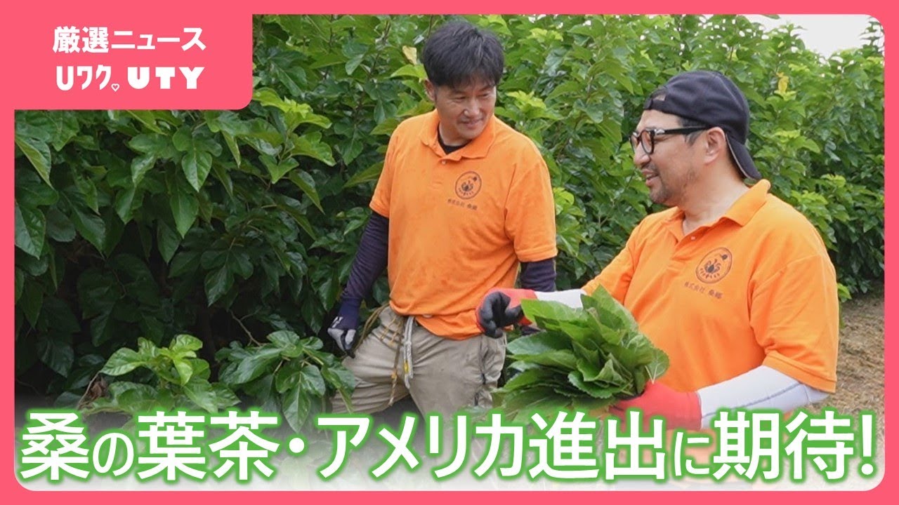 料理の素材として注目の桑の葉茶　生産現場をアメリカの一流シェフが視察