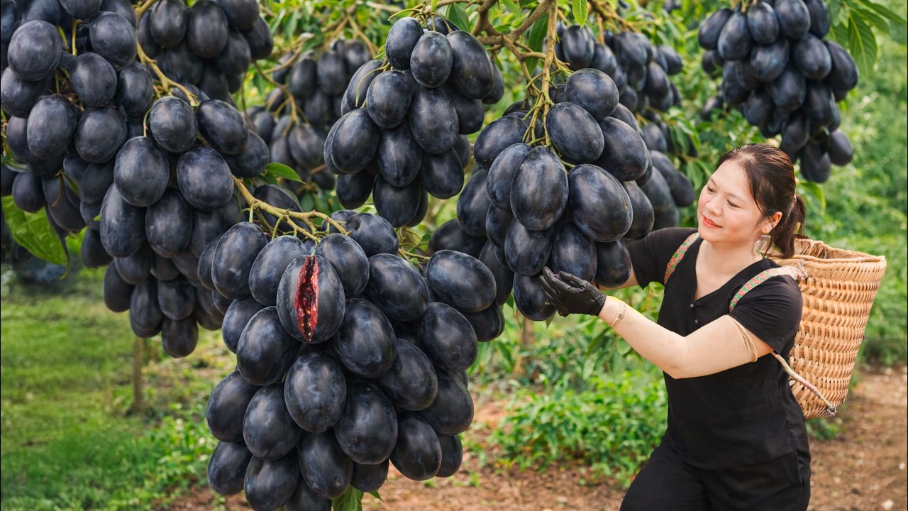 Harvesting Wild Black Olives | Ancient Village Harvest SOLD OUT at Market