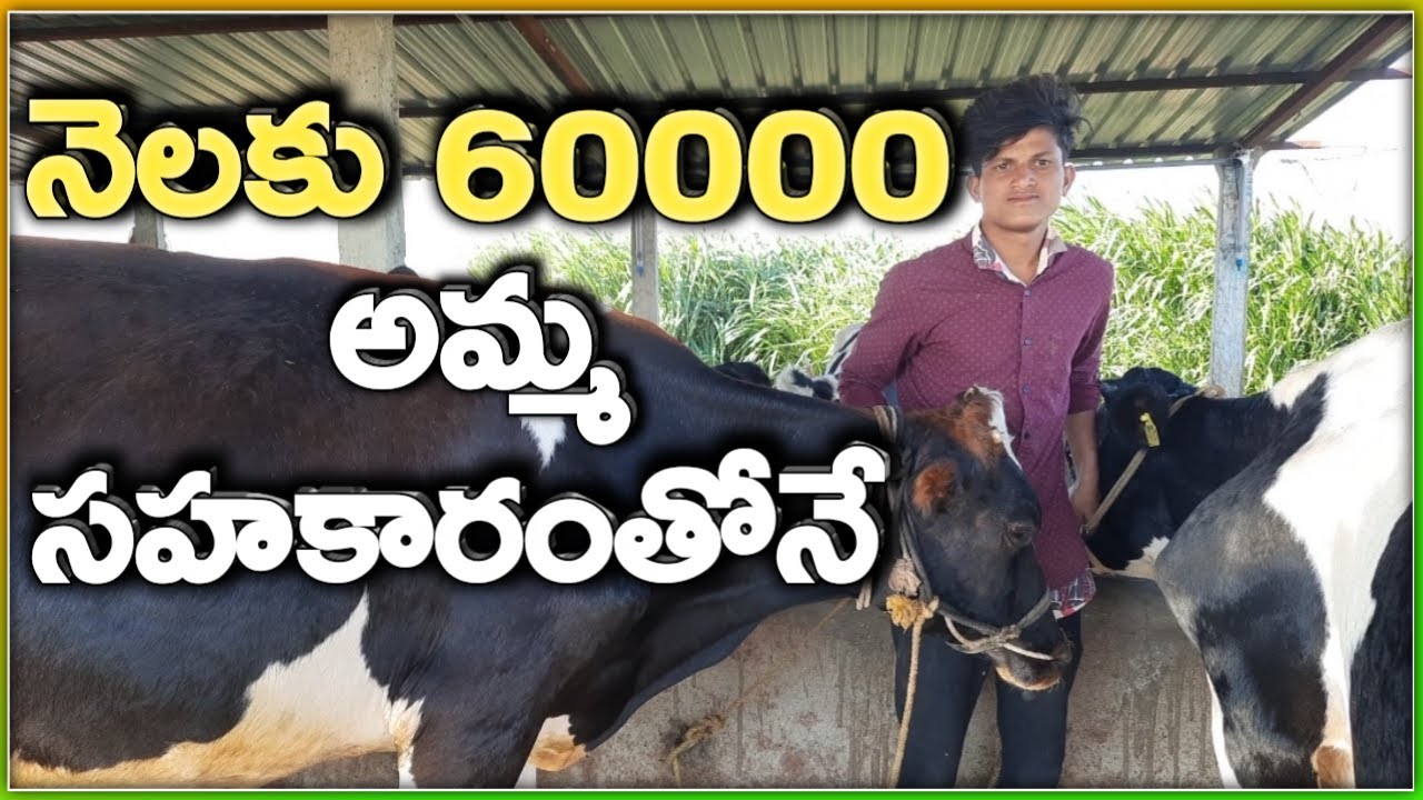 యువరైతు శ్రీశైలం డైరీ ఫార్మ్|yuva raithu Srisailam Dairy Farm @MalleshAdla