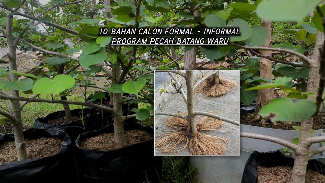 Сломанные стебли Вару Бонсай Материал Формальный стиль - Формальный