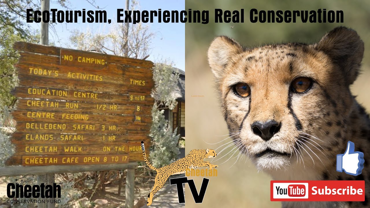 Explore. Protect. Repeat: Ecotourism in Action | Help Save the Cheetahs: Ecotourism at CCF