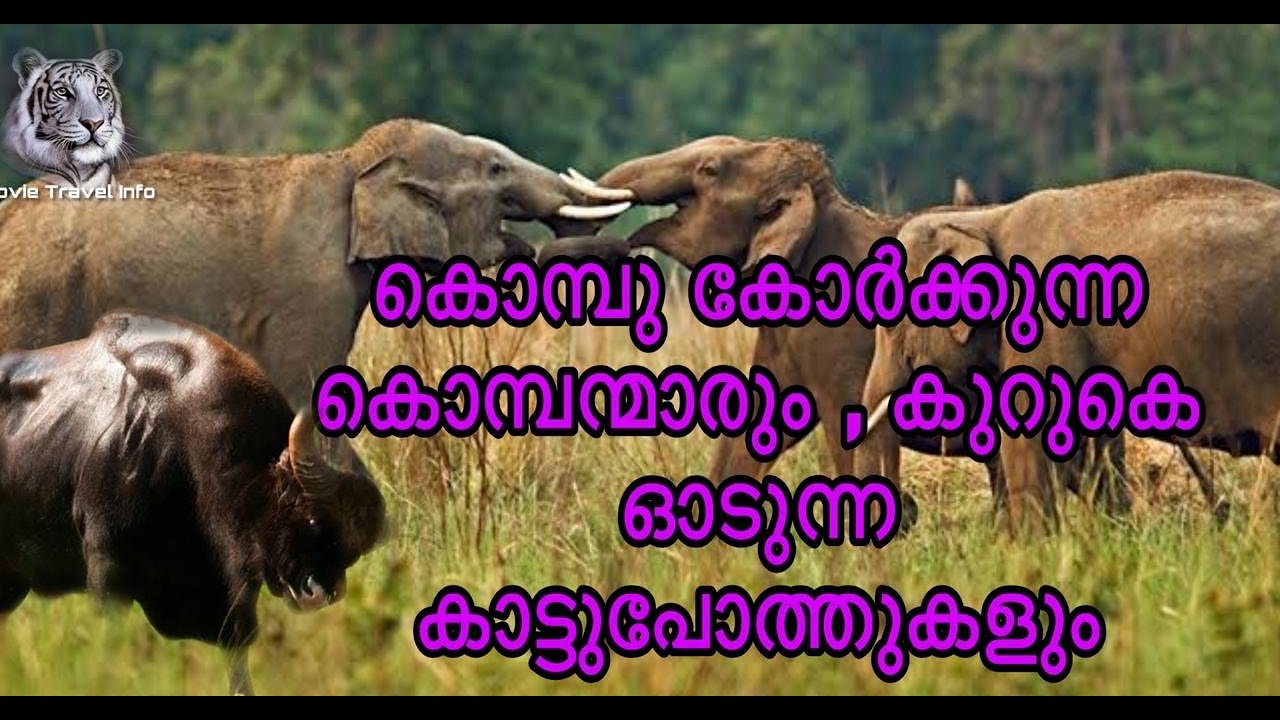BRT & Bandipur with Nature and Wildlife | ക്യാമറയുമായി ആനക്കൂട്ടത്തിന്റെ ഇടയിലൂടെ