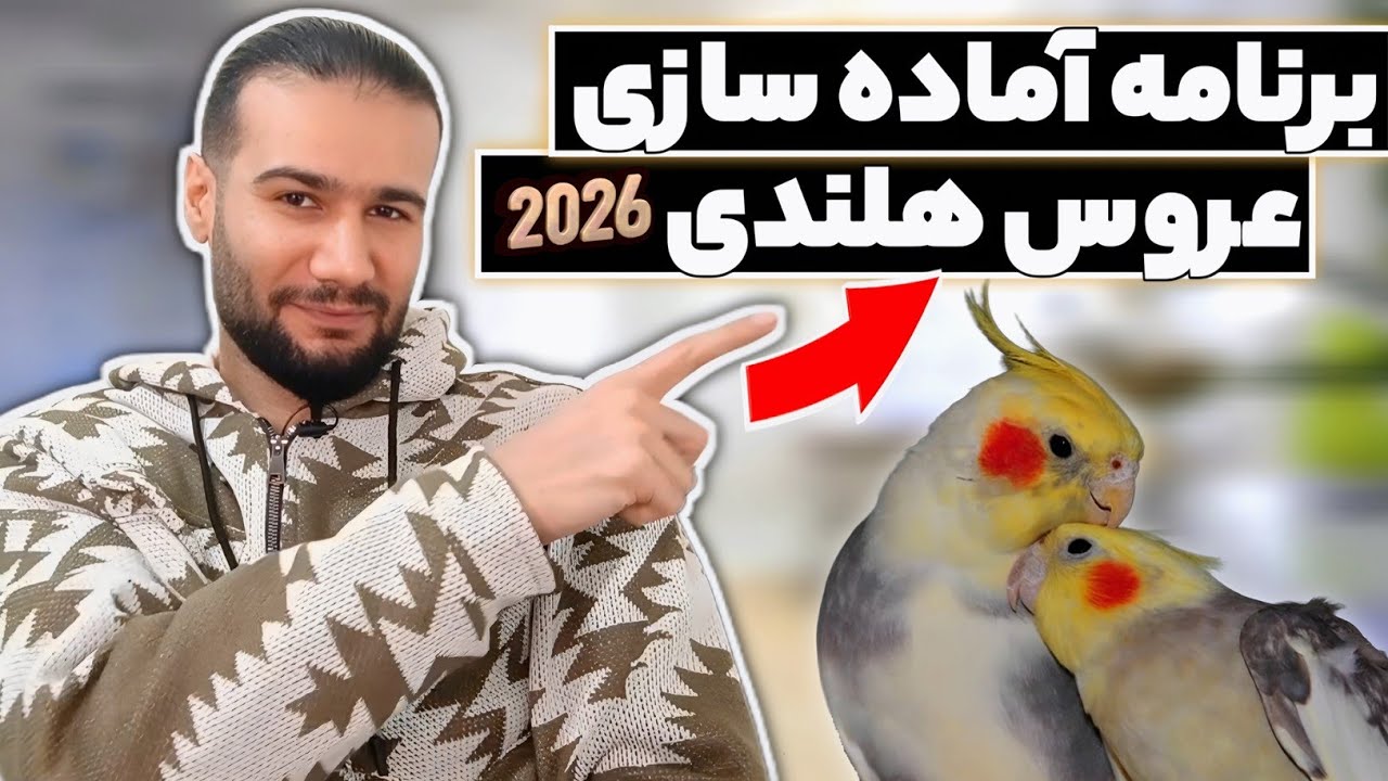 برنامه آماده سازی عروس هلندی برای جفت گیری | افزایش سریع مستی + تغذیه اصولی