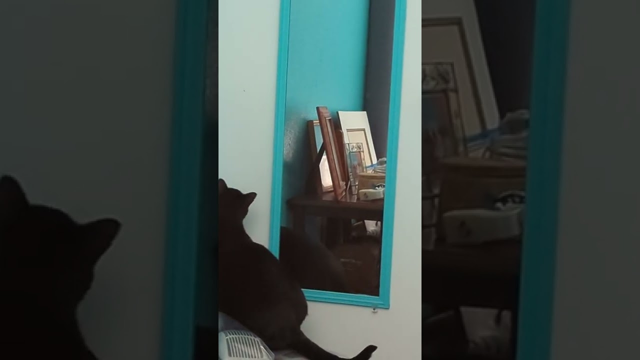 Prince FuzzyButt Discovering Mirrors are Interdimensional Portals