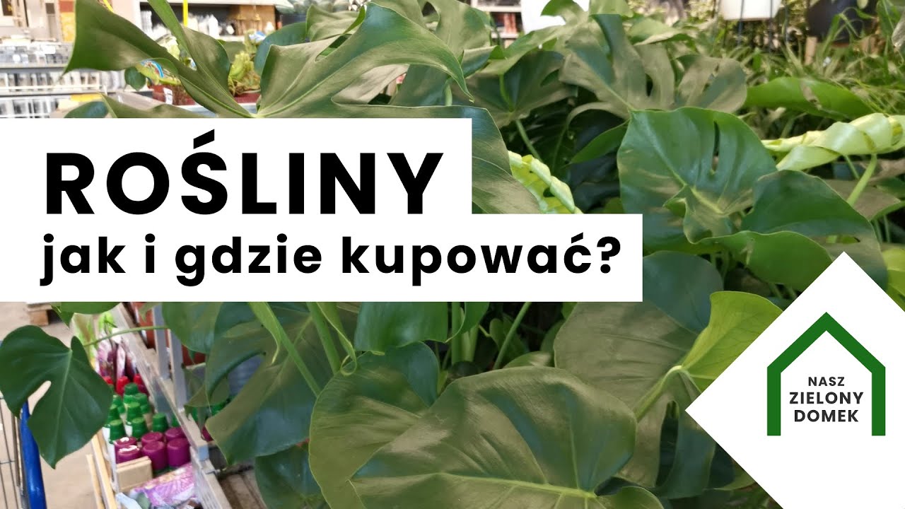 PLANT SHOP TOUR | Rośliny doniczkowe | Gdzie warto kupować rośliny | Rośliny z marketu warto?