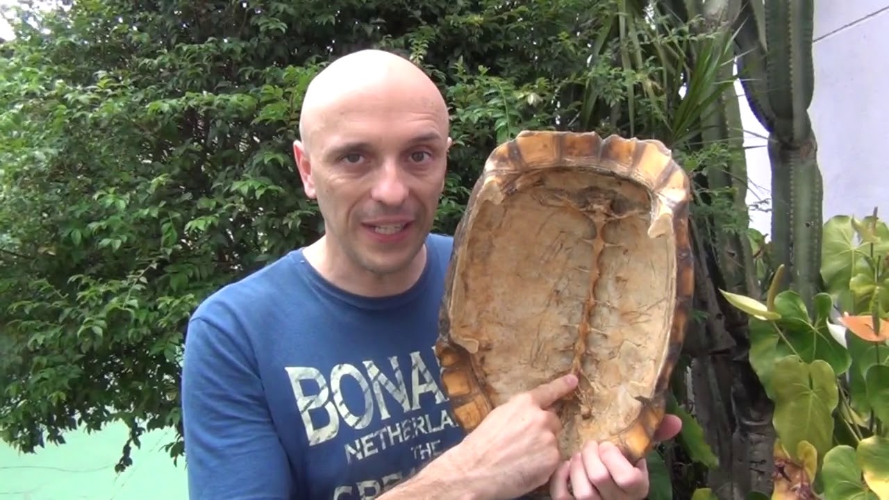 DO QUE É FEITO O CASCO DAS TARTARUGAS? É VERDADE QUE ELAS SAEM DE DENTRO DO CASCO?