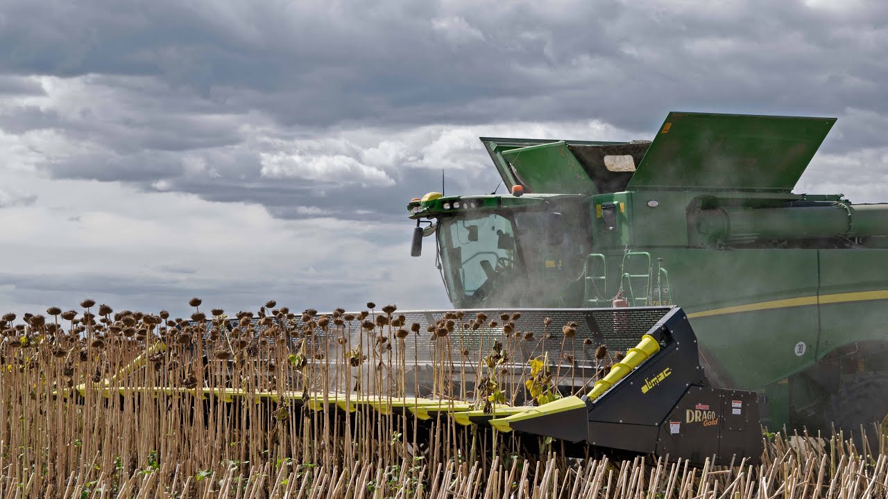 Big Sunflower Harvest 2021 | 16 Row Olimac DRAGO Gold on John Deere S785i combine harvester.