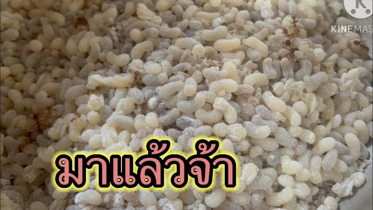 แหย่ไข่มดแดงแรกของปีพอได้กินอยู่จ้า 11/2/2569