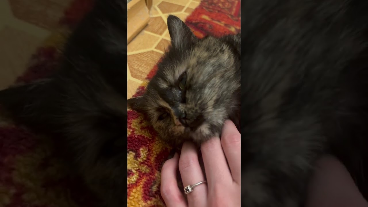 Кошечка в гостях. Серия 3