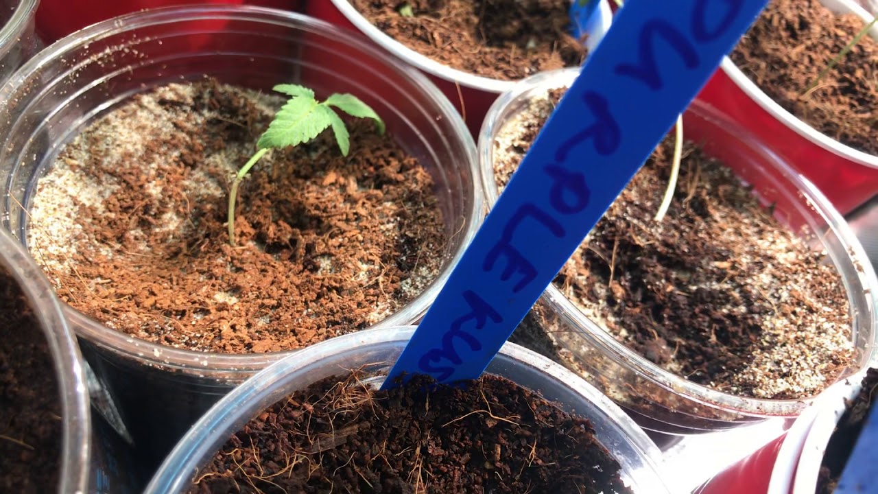 Best Cannabis To Grow In 2018 Purple Kush Is The Best Landrace To Grow 🌲🌎🌴🌲🌲🌲🌲🌲🌲🌳
