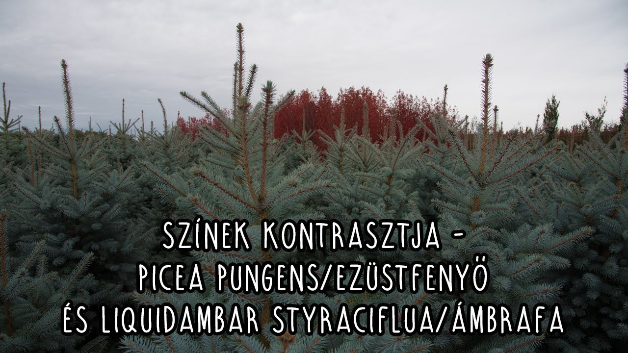 színek kontrasztja - Picea pungens/ezüstfenyő és Liquidambar styraciflua/ámbrafa