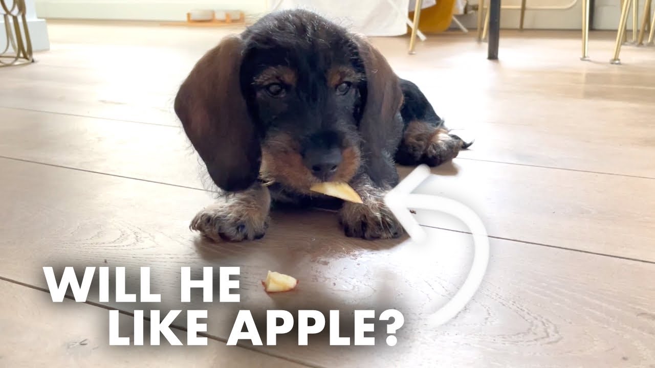Dachshund puppy tries apple, banana and sees first snow! + lots of unboxings!